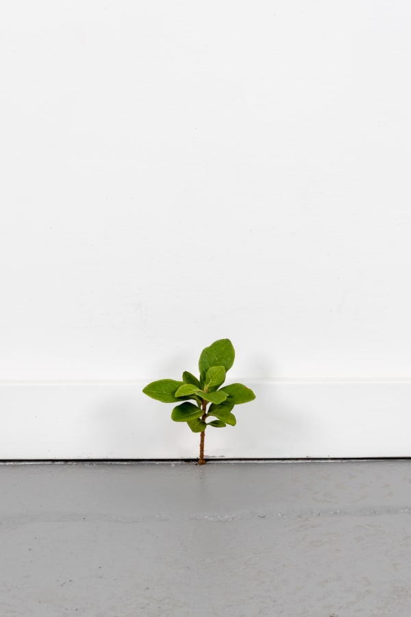 Tony Matelli, 802, 2025