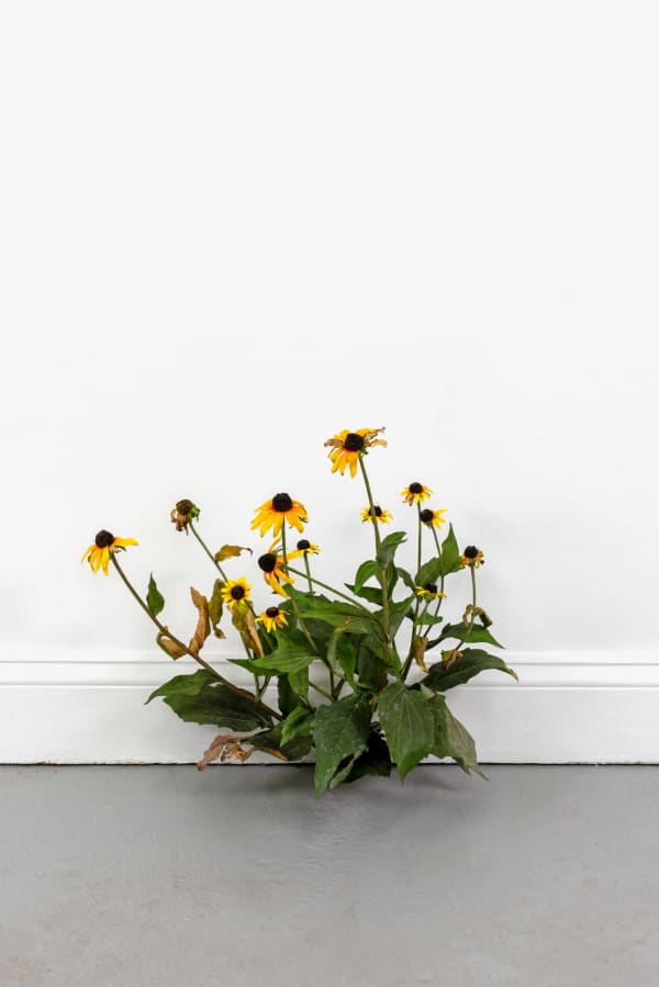 Tony Matelli, 750, 2024