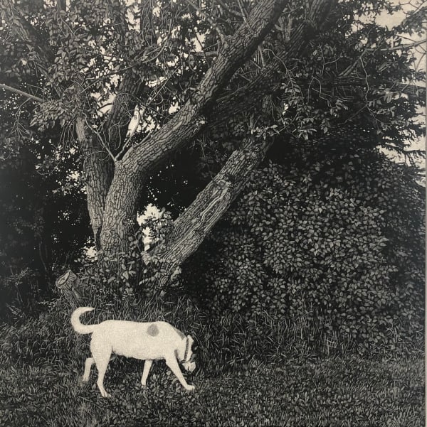 Allan Thomas Coco, 2025 scratchboard 24 x 24 in 61 x 61 cm