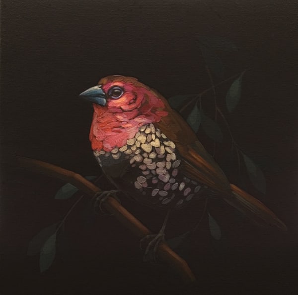 Darrell Underschultz, Pink Throated Twinspot