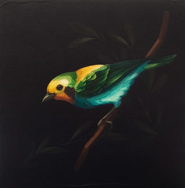 Darrell Underschultz, Multi Coloured Tanager