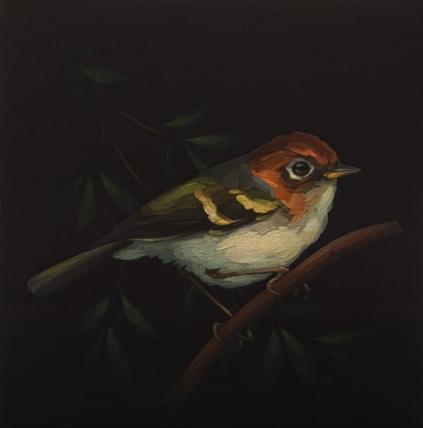 Darrell Underschultz, Sunda Warbler