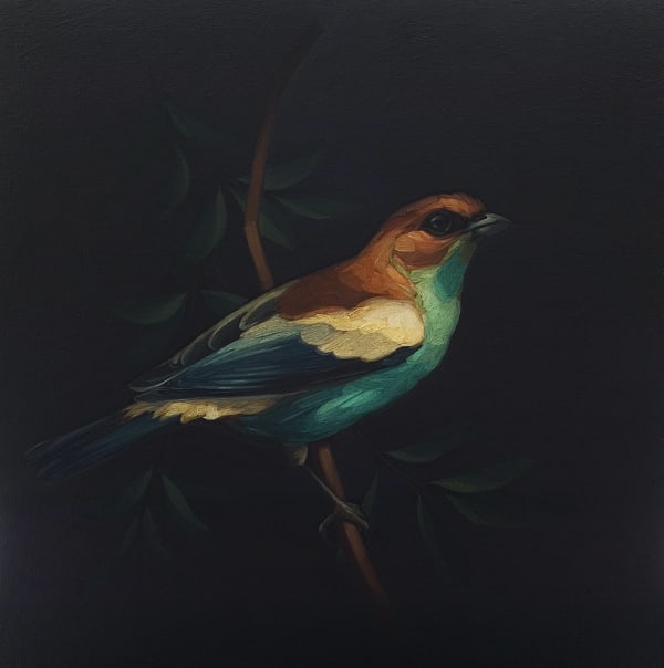 Darrell Underschultz, Chestnut Backed Tanager No. 3