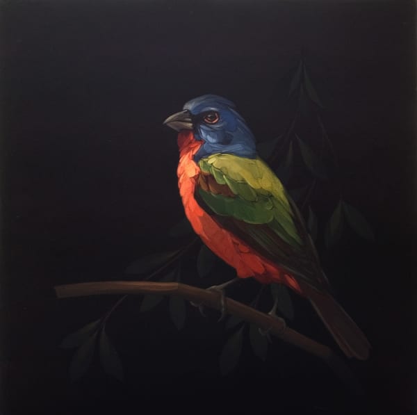 Darrell Underschultz, Painted Bunting