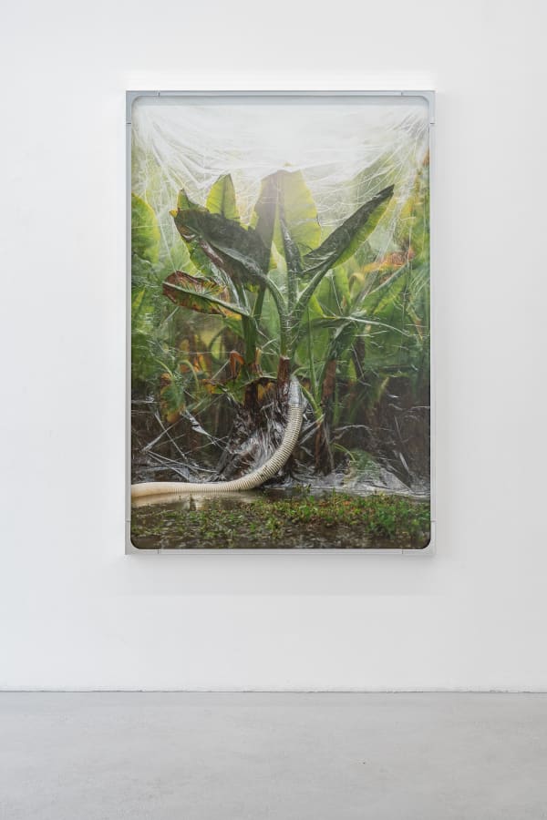 Julius von Bismarck, We Were All Naked (Elephant Ear), 2023