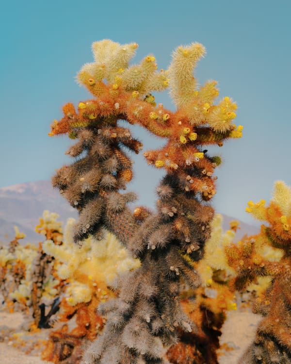 Christopher Rodriguez, Joshua Tree III, 2025