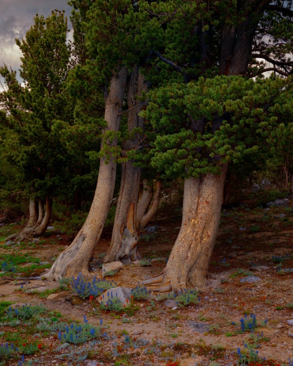 Christopher Rodriguez, Tendoy Lake Hike I, 2025
