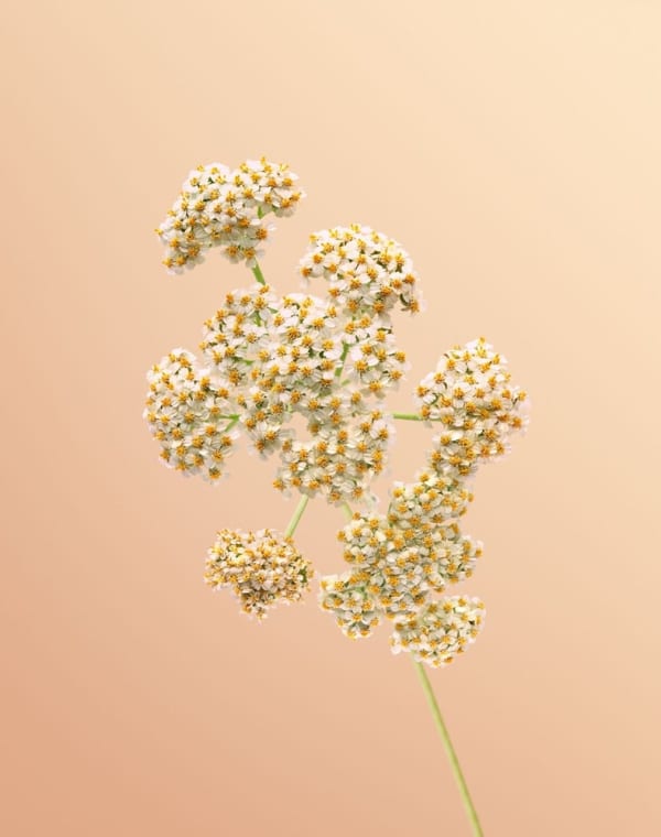 Erwan Frotin, Achilea Milefolium, 2005-2007