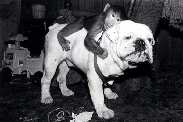 Robin Schwartz, Jake and Mugs. Hamadryas baboon, male, 1 year old; and English bulldog, male, 4 years old., 1990