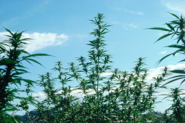 Mel Frank, Sativa Landraces, Sierra Nevada Foothills, CA, 1978