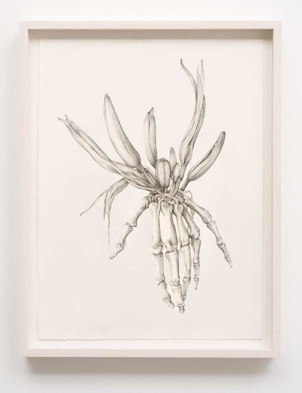 Aurel Schmidt, Untitled (Skeleton Lily), 2014