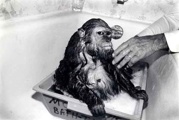 Robin Schwartz, Libby, stump-tailed macaque, female, 13 years old, 1989