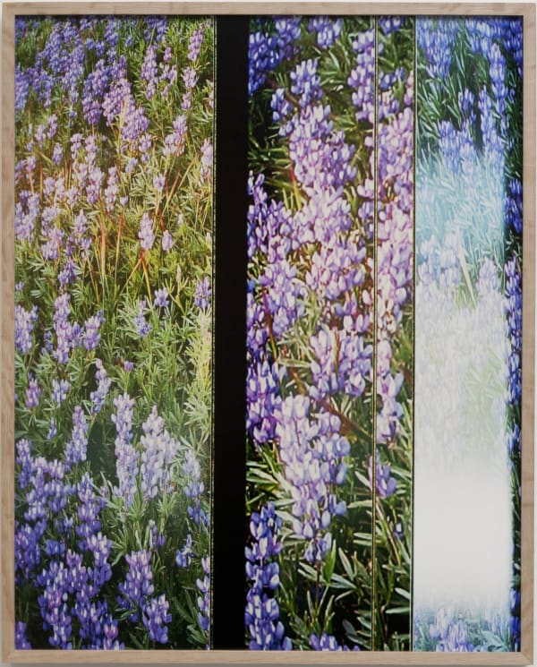 Anthony Lepore, Wildflowers, 2011