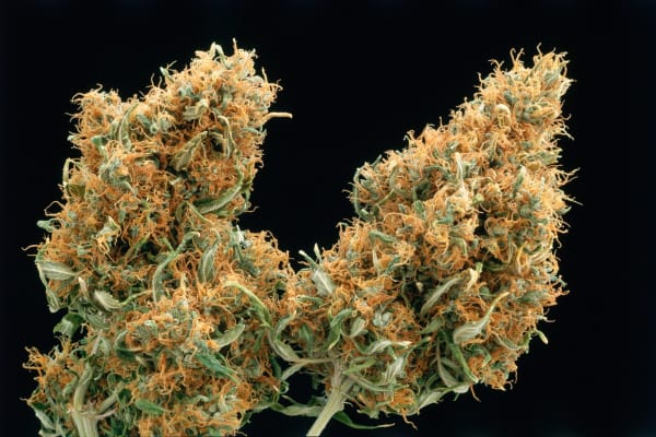 Mel Frank, California Red Head, Santa Monica, CA, 1996