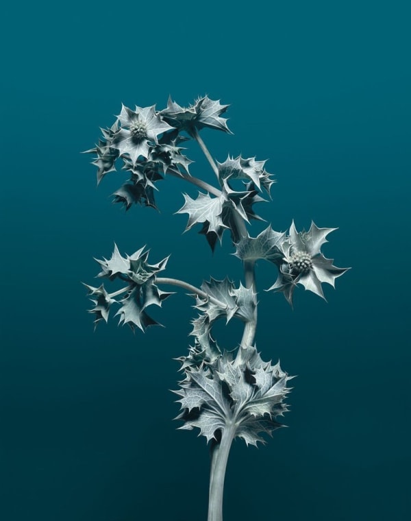 Erwan Frotin, Eryngium Maritimum, 2005-2007