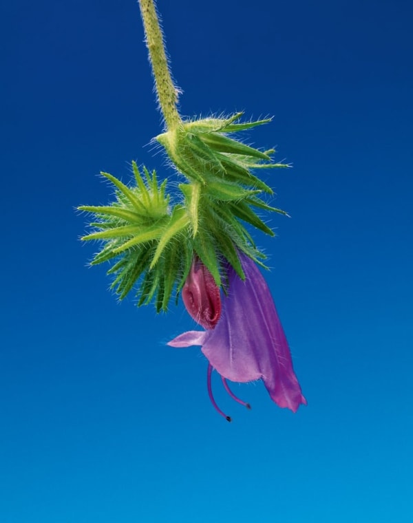 Erwan Frotin, Echium Plantagineum, 2005-2007
