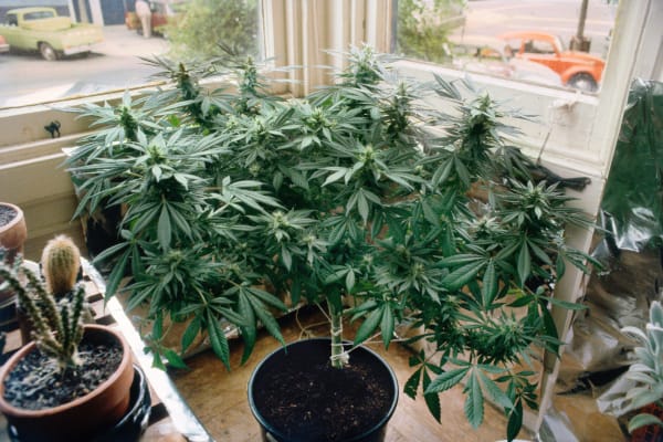 Mel Frank, Marianne's Afghani1 (kept below street view), Noe Street, Castro, San Francisco, CA, 1981