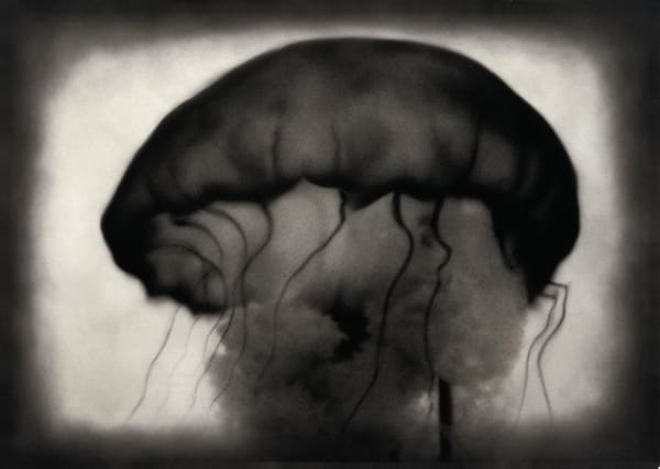 Rocky Schenck, Jellyfish, 2000