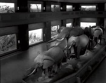 Matthew Pillsbury, Escaping Elephants, Museum of Natural History, 2004, 2004