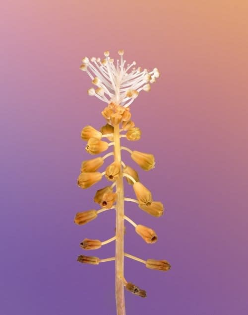 Erwan Frotin, Muscari comosum 3, 2007