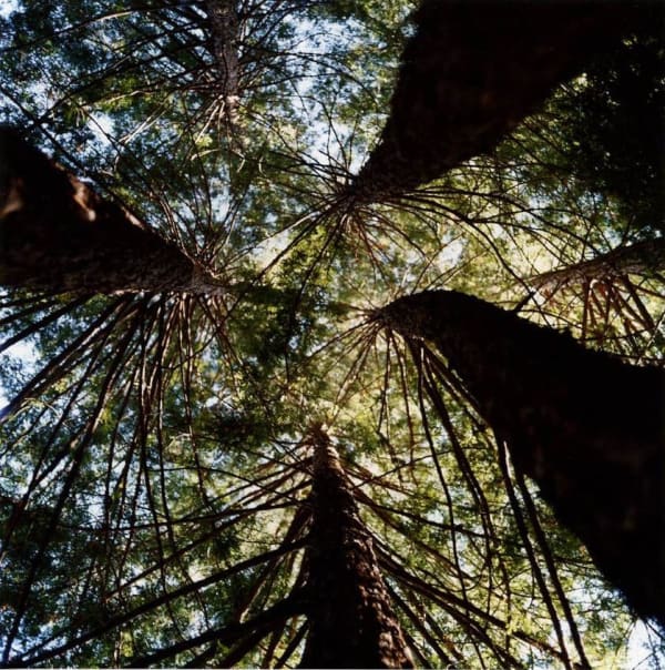 Lisa Eisner, Redwood Vortex, Napa, California, 2005