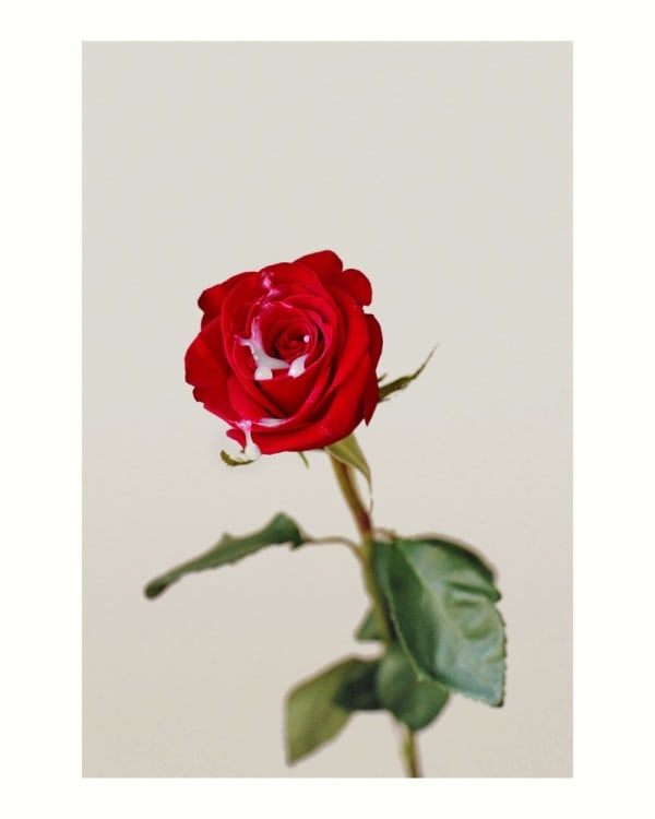 Jerry Hsu, Rose, 2012