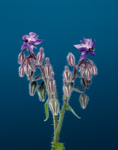 Erwan Frotin, Borago officinalis, 2007