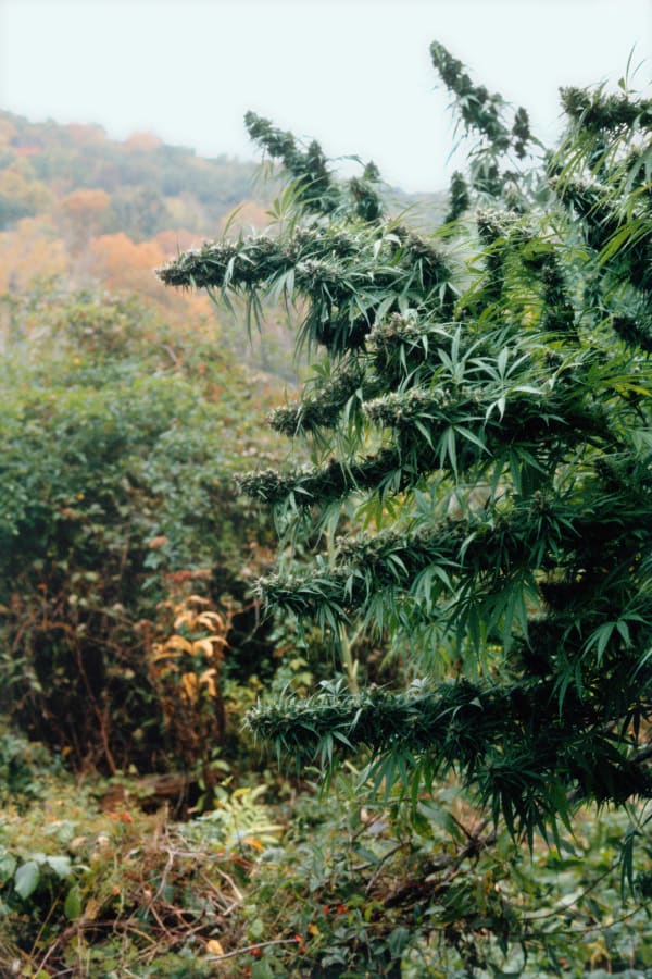 Mel Frank, Colas and Autumn Colors, NY, 1982