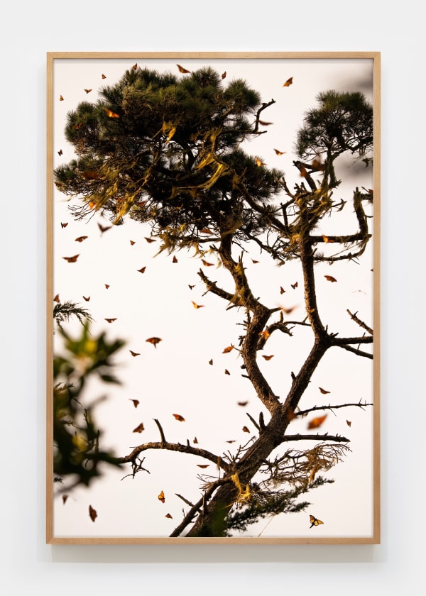 Matthew Porter, Last Butterflies V, 2025