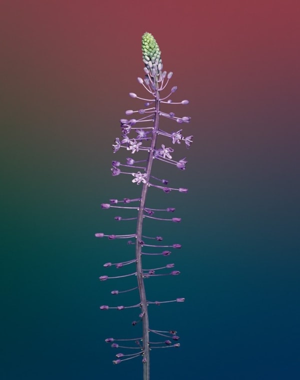 Erwan Frotin, Hyacinthaceae, 2007