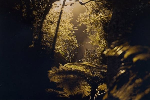 Lisa Eisner, Spider Web, 2005