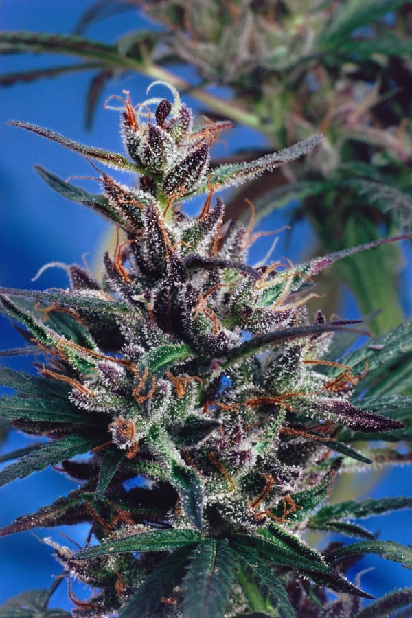 Mel Frank, Nigerian Landrace, Greenhouse, Oakland, CA, 1979