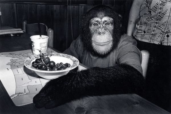 Robin Schwartz, Charlie, chimpanzee, female, 5 years old, 1988