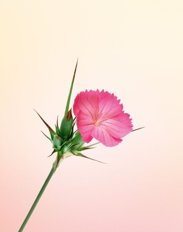 Erwan Frotin, Dianthus sp., 2007
