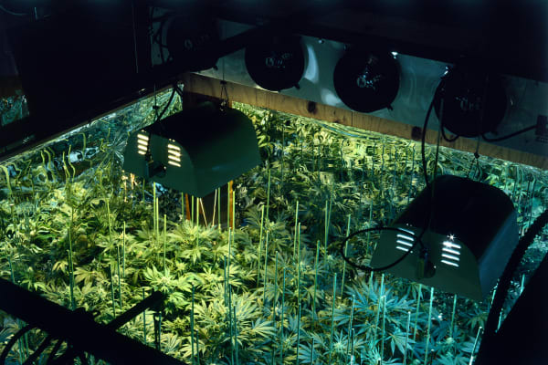 Mel Frank, Trichome Technologies' HPS Garden, Oakland, CA, 1998