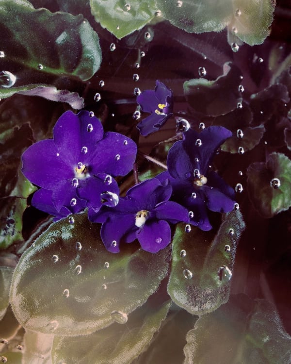 Brea Souders, African Violets