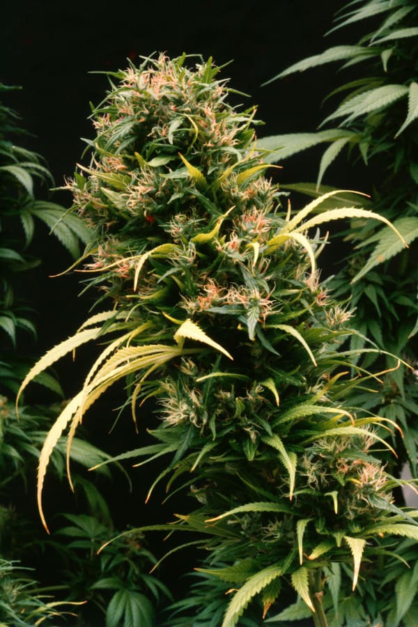 Mel Frank, Afghani1 x Nigerian F1, Greenhouse, Oakland, CA, 1980