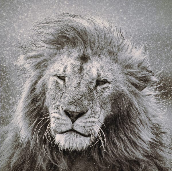 Spin Lion, 2012