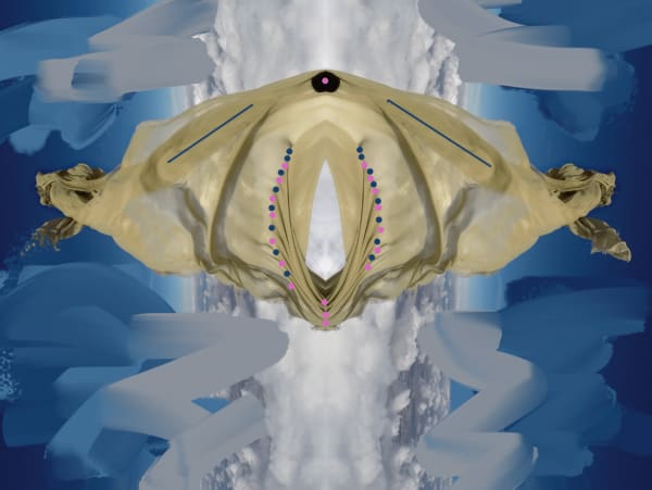 Eve