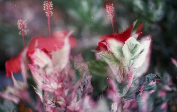 Jardins Dilués #1, 2018