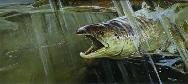 Alan B Hayman, Autumn Salmon