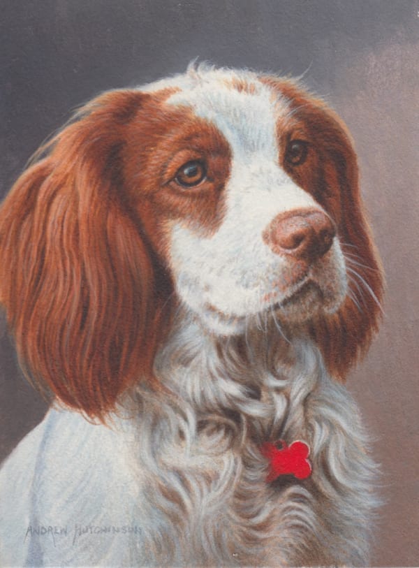 Andrew Hutchinson RMS, Working Cocker Spaniel, 2023