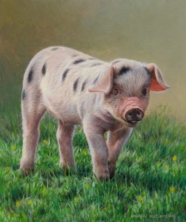 Andrew Hutchinson RMS, Old Spot Piglet, 2023
