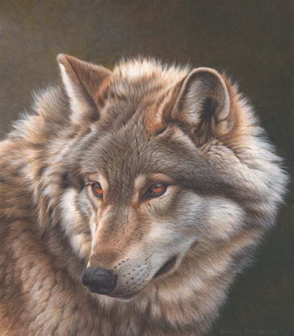 Andrew Hutchinson RMS, Amber Eyes