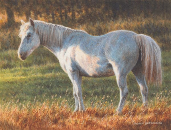 Andrew Hutchinson RMS, Grey Pony, 2023