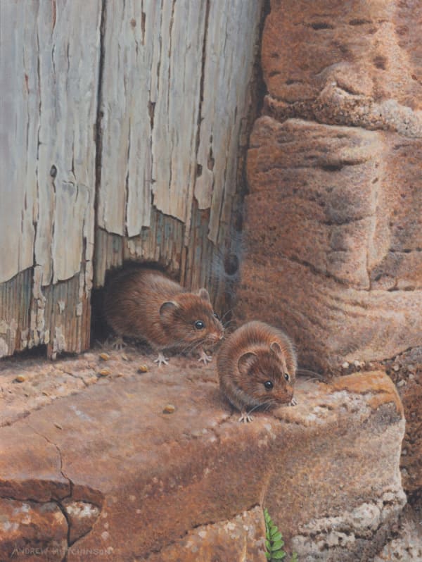 Andrew Hutchinson RMS, Venturing Voles
