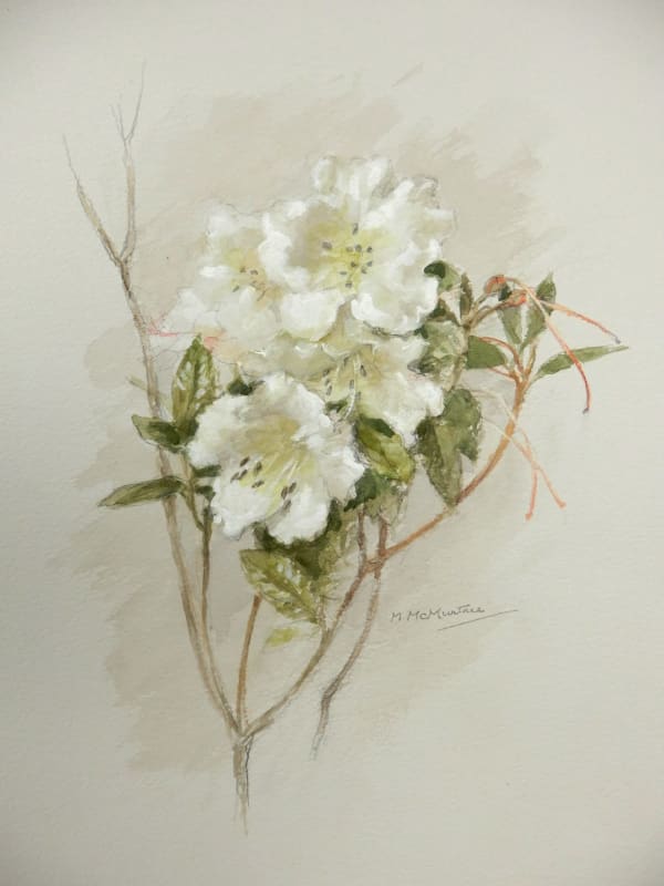 Mary McMurtrie - White Rhododendron from Balbithan House