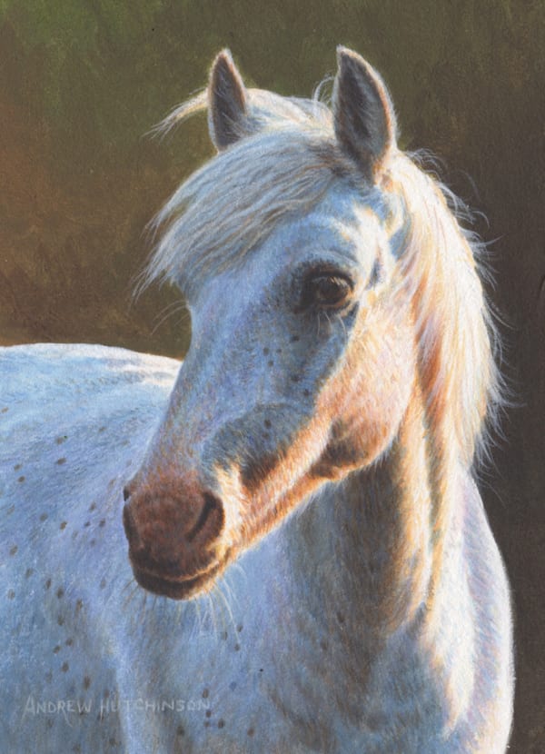 Andrew Hutchinson RMS, Portrait of a Grey Horse
