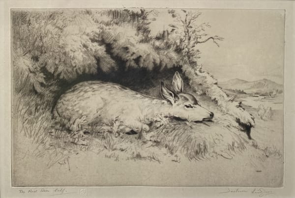 The Red Deer Calf £220