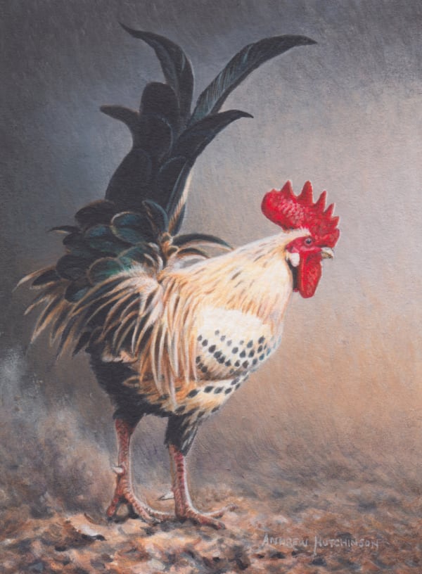 Andrew Hutchinson RMS, Cockerel